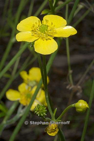 ranunculus japonicus 2 graphic